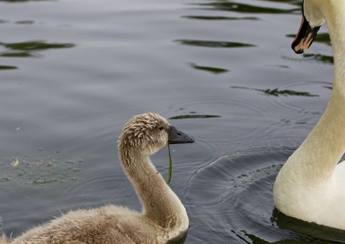 The young mute swan and his parents