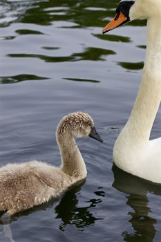 The young mute swan with his mom