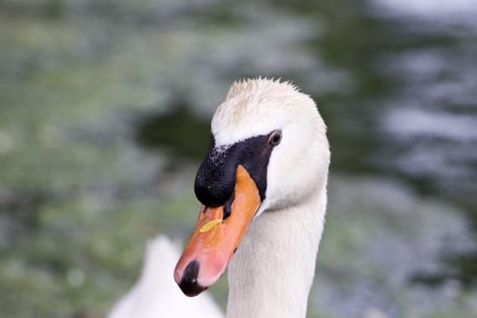 Funny thoughtful mute swan close-up