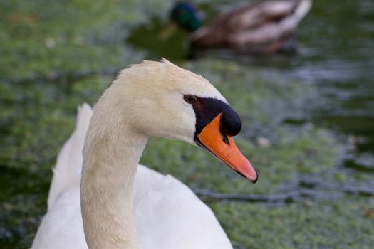 Beautiful portrait of the strong mute swan
