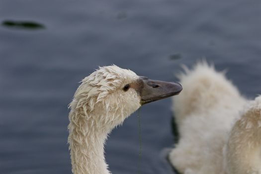 The young mute swan is searching for something