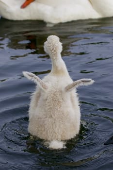 The cute young mute swan is trying to take off