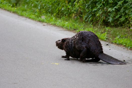 The Canadian beaver on the road