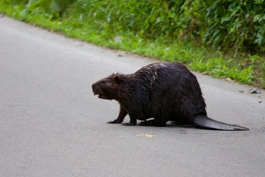 The close-up of the big North American beaver