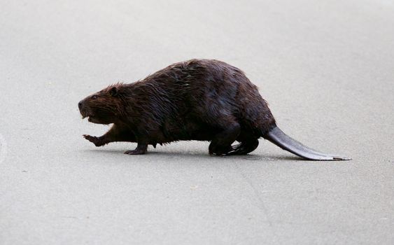 The funny Canadian beaver is going across the road