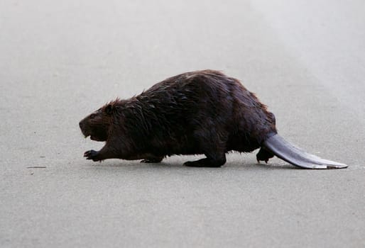 The big North American beaver is going across the road