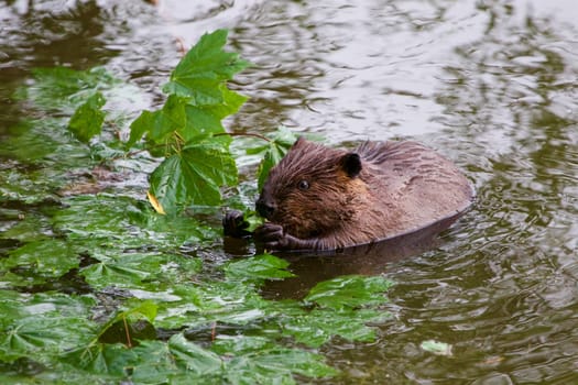 The funny Canadian beaver is eating the leaves