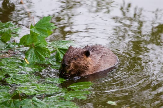 The North American beaver is eating the leaves