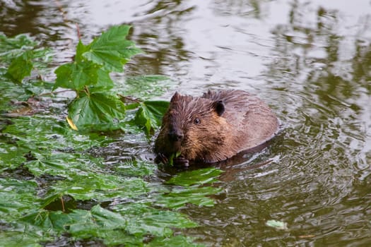 The funny Canadian beaver in the lake