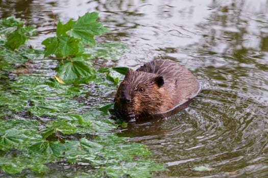 The North American beaver in the lake