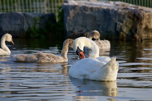 The young family of the swans is swimming