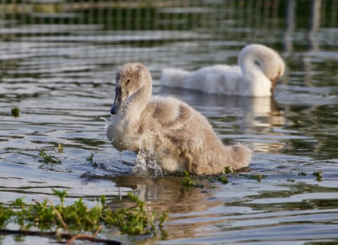 The young mute swan's powerful movements