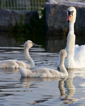 Weird mother-swan and amazement of her two sons