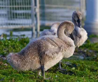 Two young mute swans are staying on the grass