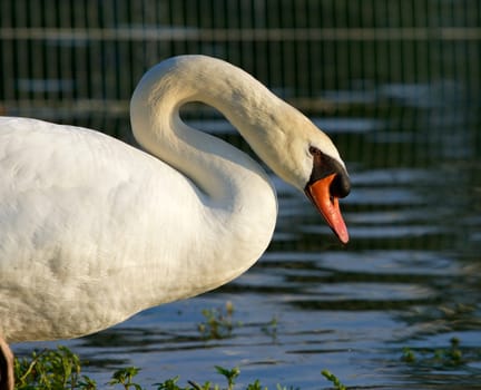 The beautiful close-up of the mute swan