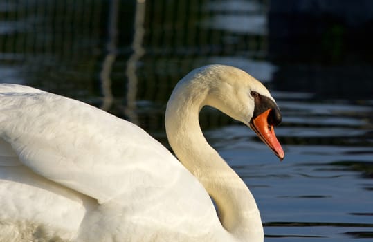 Beautiful mute swan's close-up