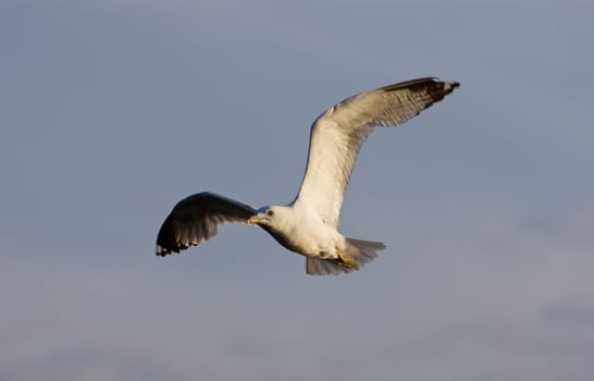 The beautiful flight of the ring-billed gull