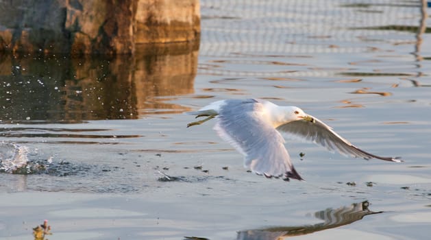 The gull's take off from the water of the lake