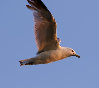 The gull's flight in the evening blue sky