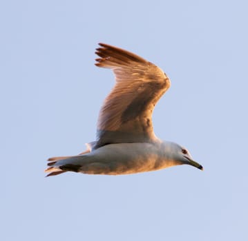 The gull's beautiful calm flight