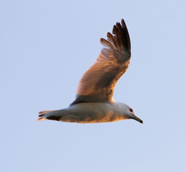 The gull is flying in the sky in the evening