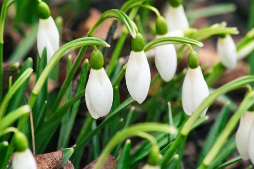White flowers and buds of snowdrops among a green grass.