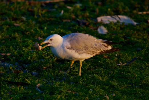 The gull is eating the bread