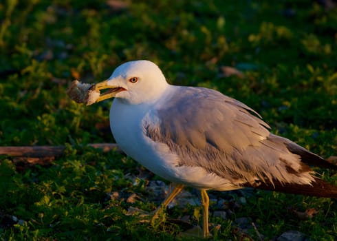 The close-up of the mew gull with her food