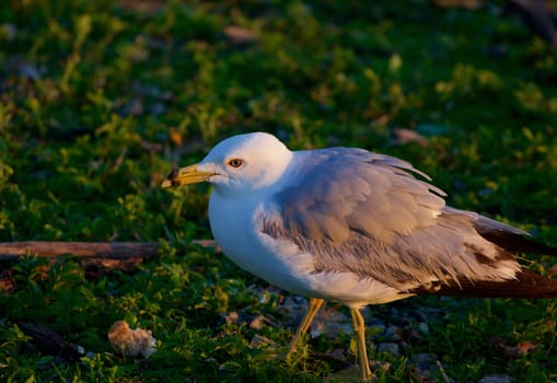 The gull on the green grass