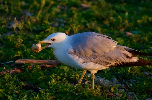 The gull is eating the piece of bread