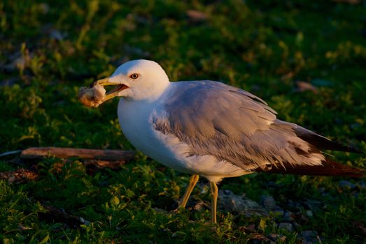 The close-up of the eating mew gull