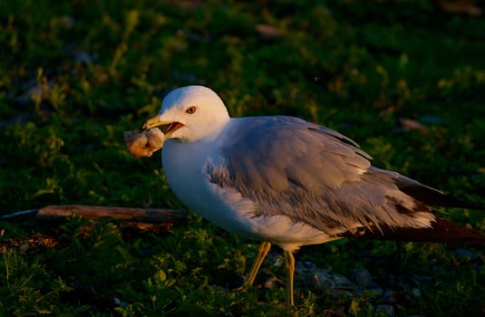 The beautiful gull with her food on the sunny evening