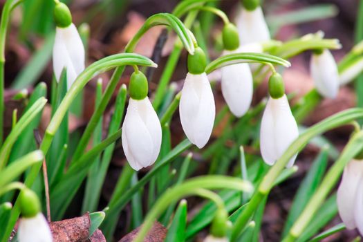 White flowers and buds of snowdrops among a green grass.