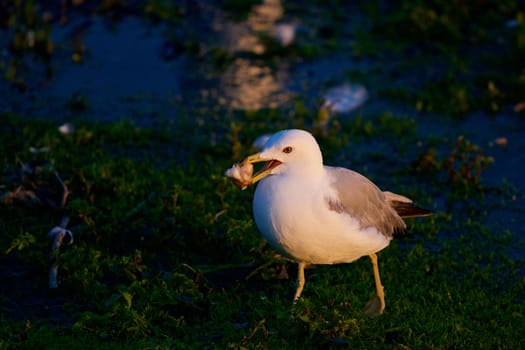 The background with the mew gull on the shore