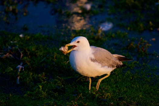 The funny gull with the bread is going somewhere