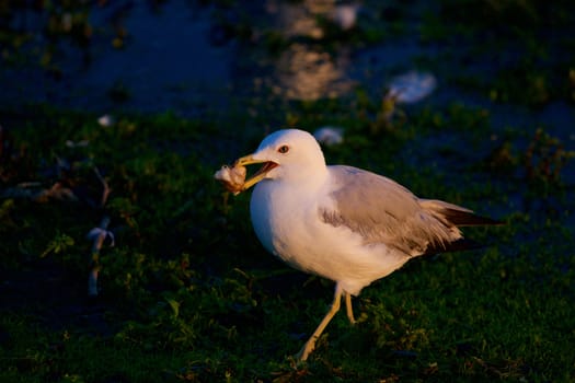 The mew gull on the sunny evening