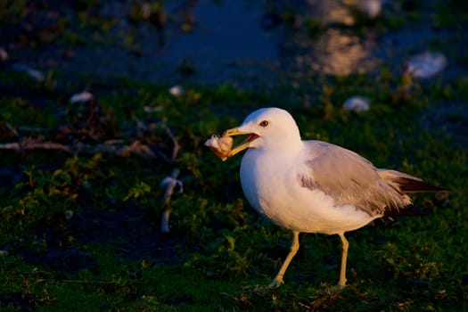 The background with the mew gull and her food on the sunny evening