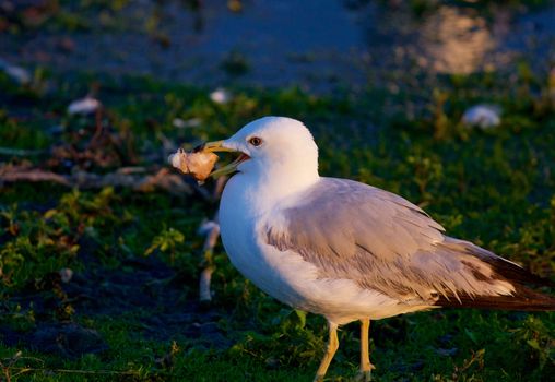 The thoughtful gull with the food on the grass