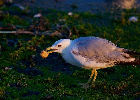 The gull with the bread on the sunny evening
