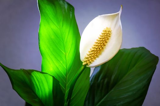 Calla is a beautiful and original white flower among large green leaves. Presents closeup.