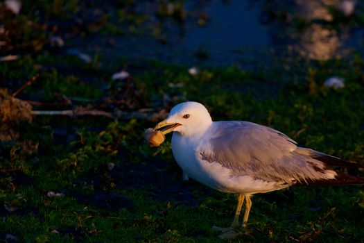 The gull on the sunny evening