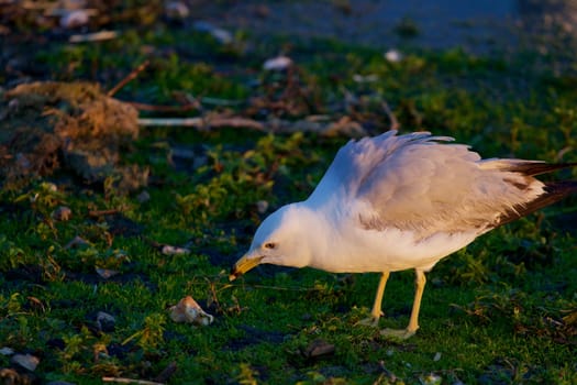 The gull has found something interesting