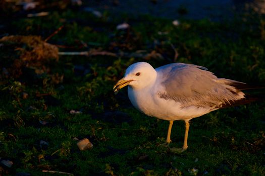 The beautiful background with the gull on the evening