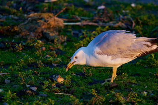 The mew gull has found the aim