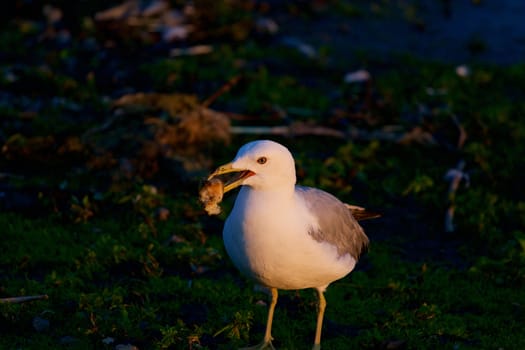 Beautiful close-up of the gull with the food on the evening