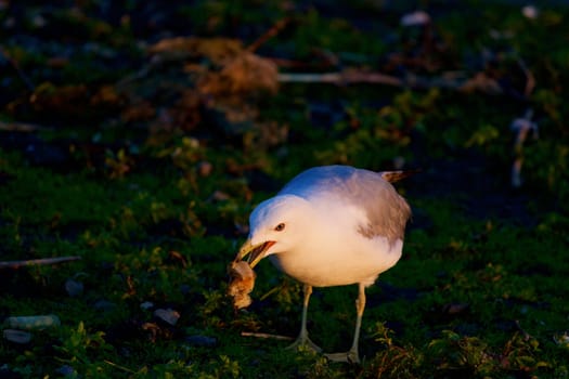 The mew gull is eating something