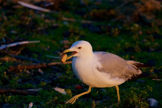 The gull is going through the grass on the evening