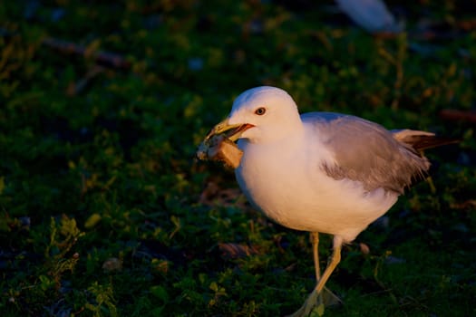 The mew gull with the food close-up