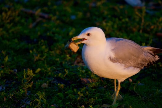 The gull is carrying the food somewhere