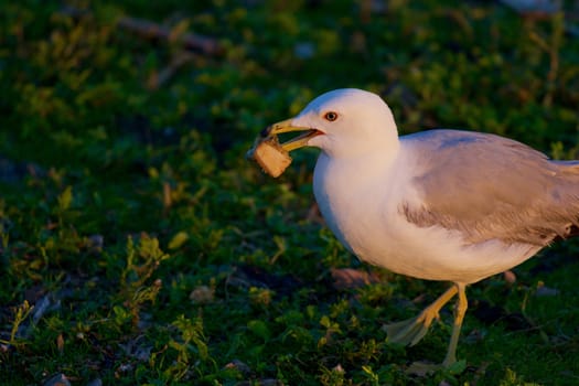 The close-up of the gull on the sunny evening